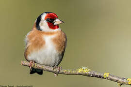 European Goldfinch