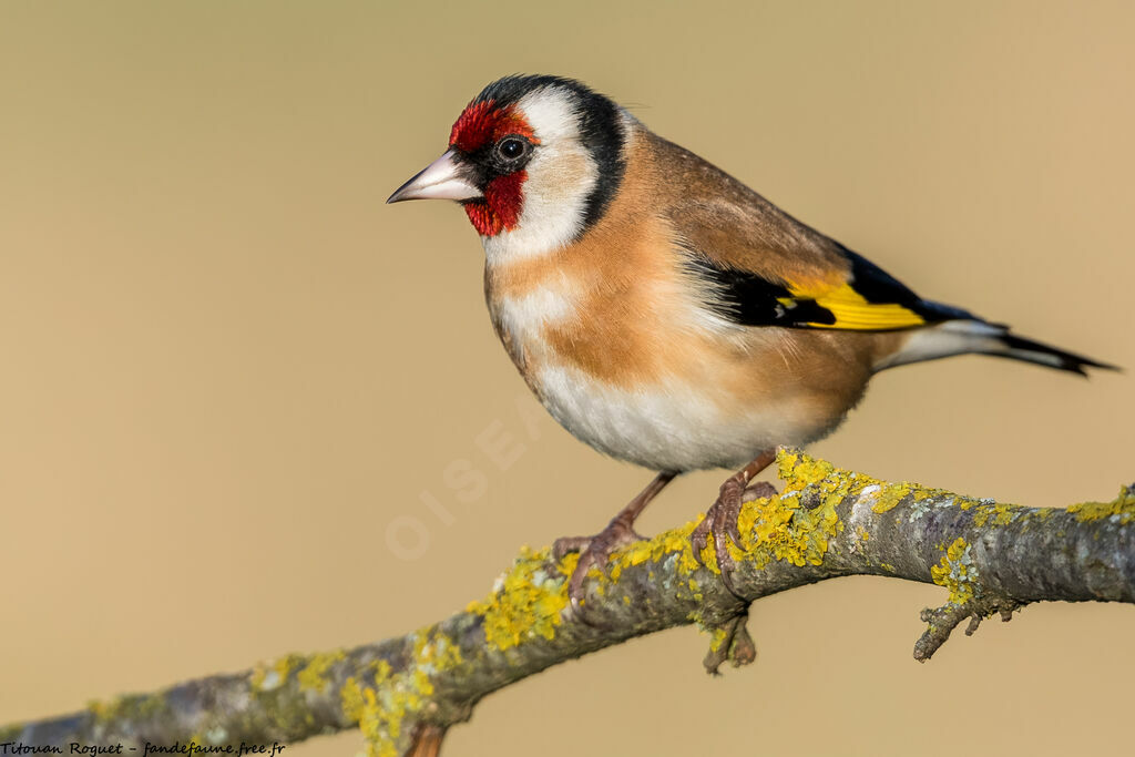 European Goldfinch