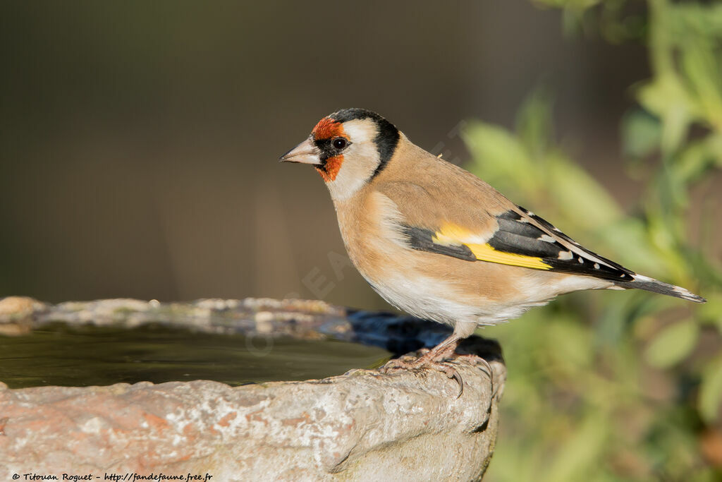 European Goldfinch, identification