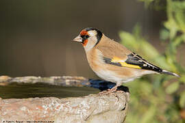 European Goldfinch