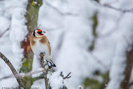 European Goldfinch