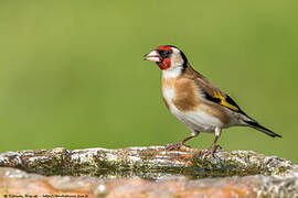 European Goldfinch