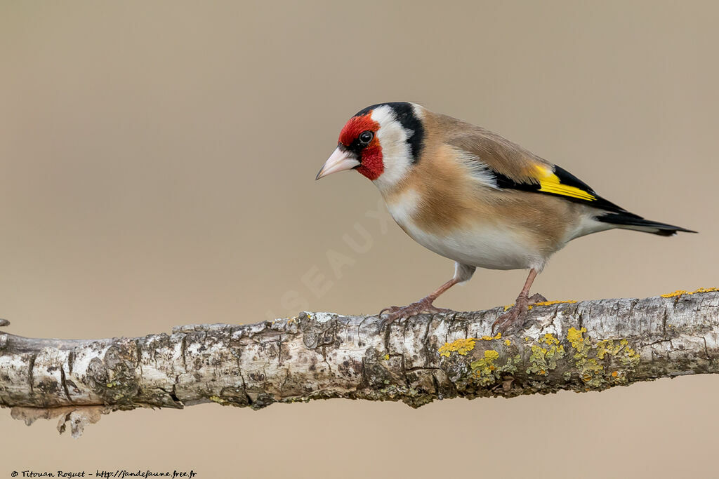 European Goldfinch