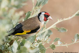 European Goldfinch