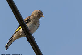 European Goldfinch