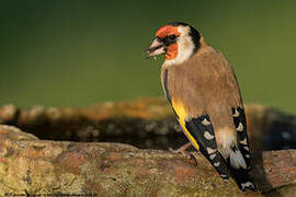 European Goldfinch