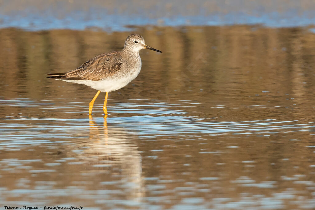 Lesser Yellowlegs