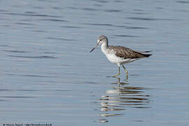 Common Greenshank