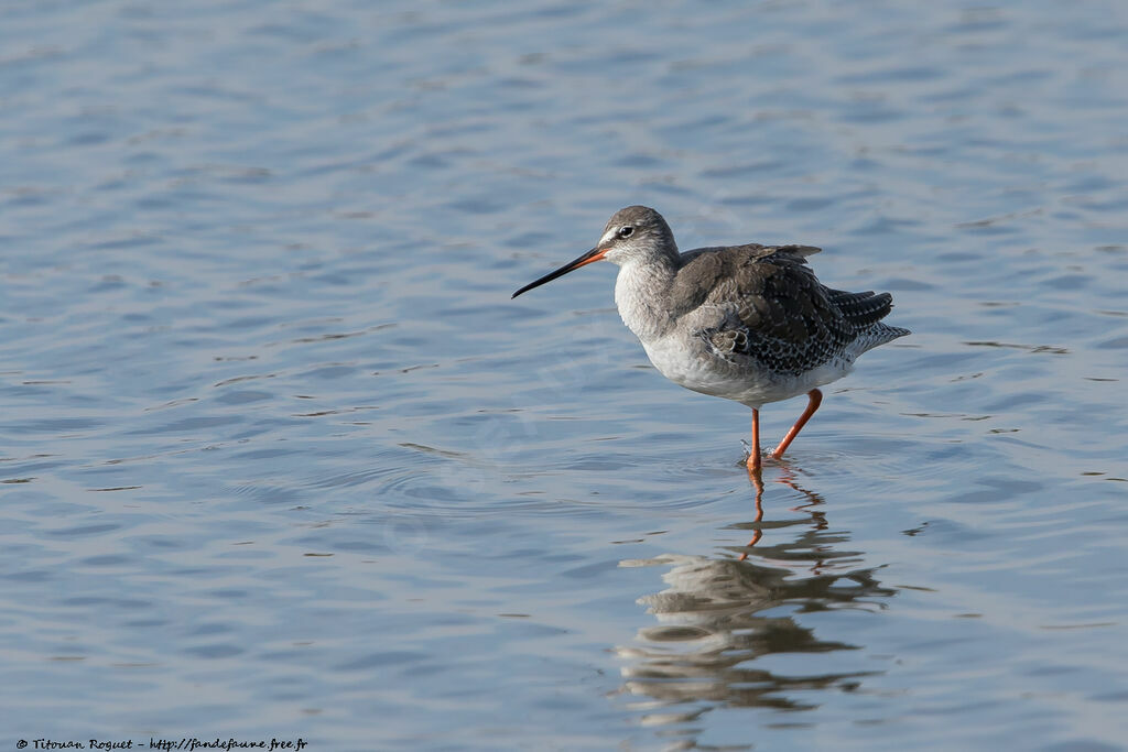 Spotted Redshank