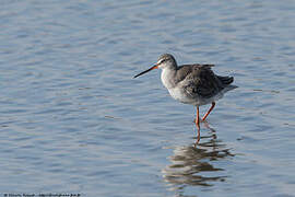 Spotted Redshank