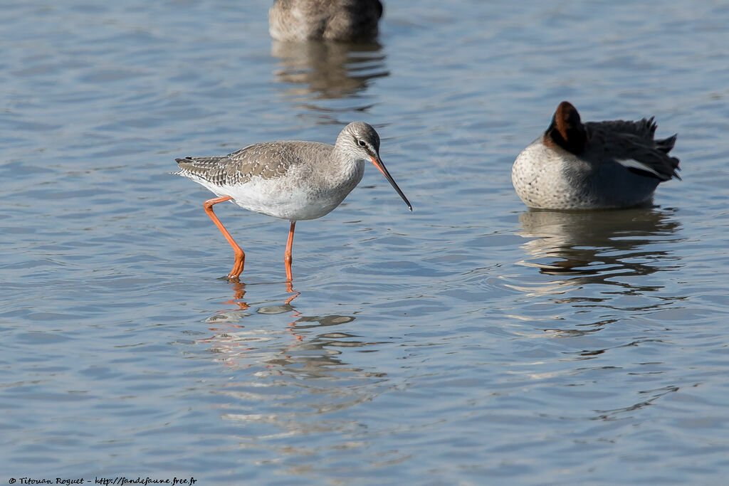 Spotted Redshank