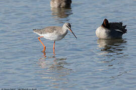 Spotted Redshank