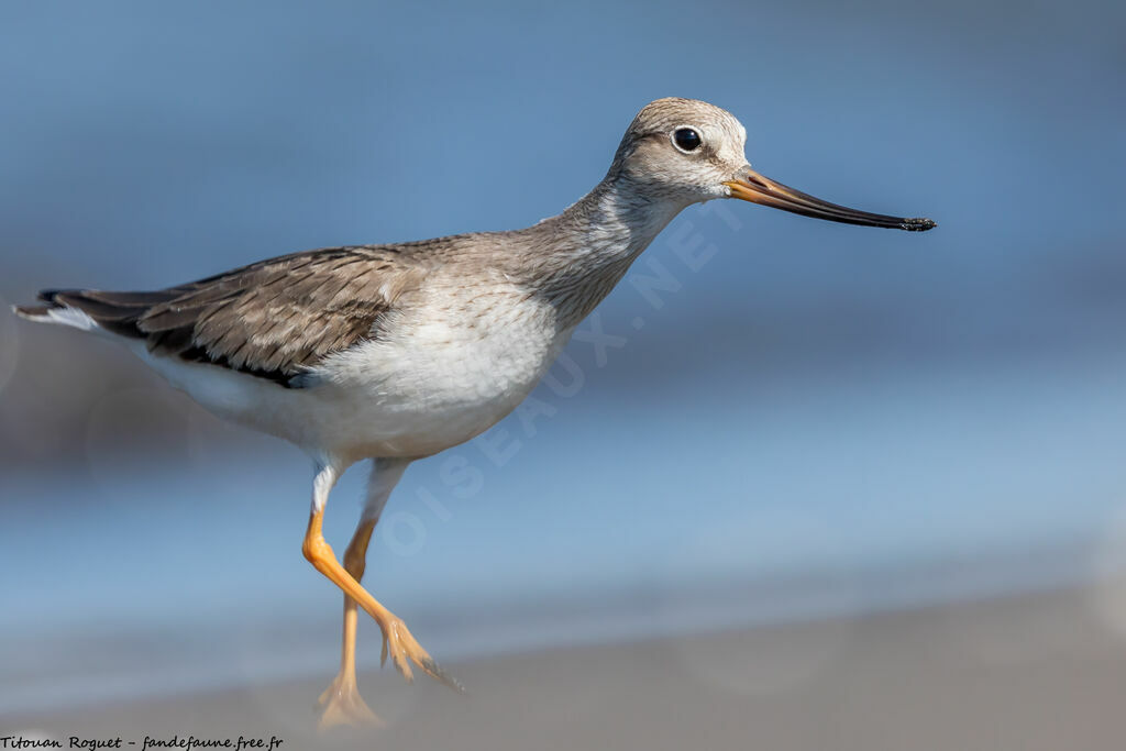 Terek Sandpiper