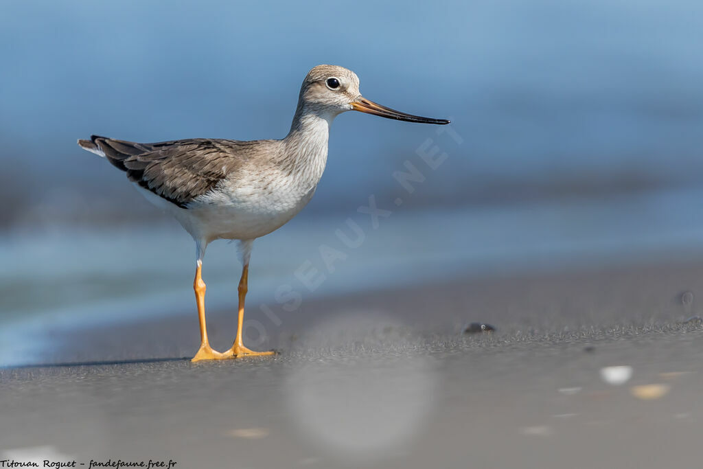 Terek Sandpiper