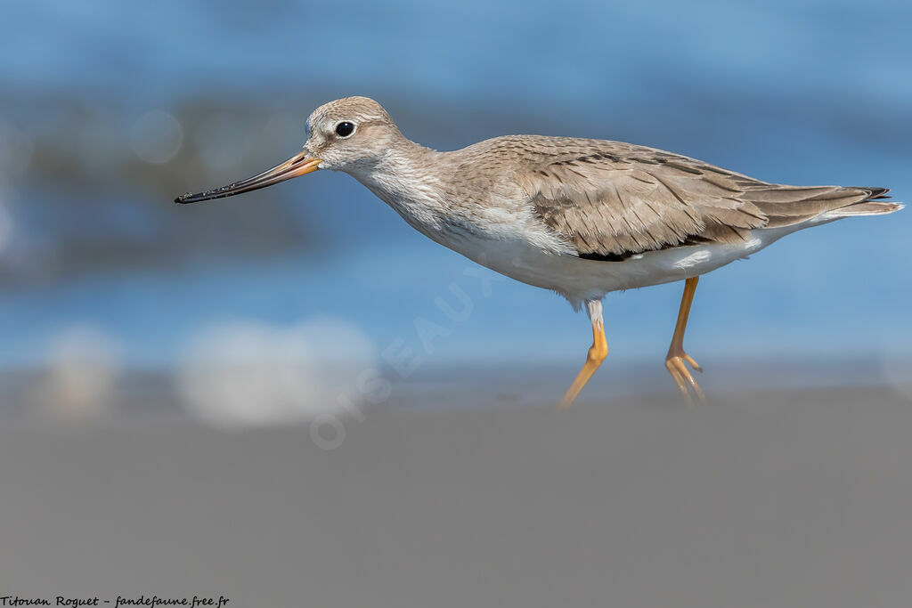 Terek Sandpiper