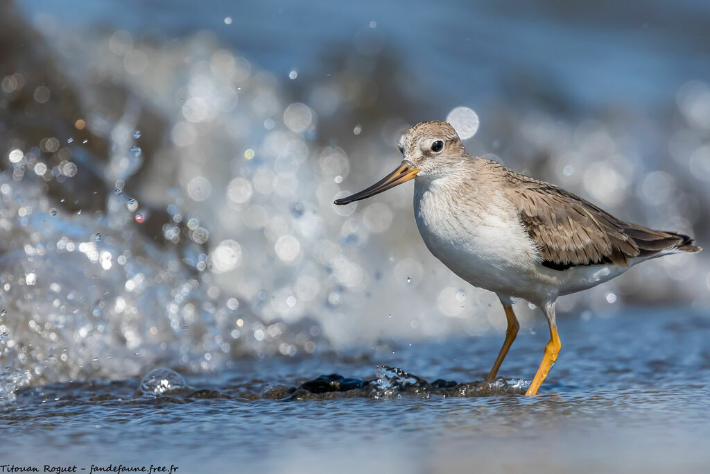 Terek Sandpiper