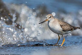 Terek Sandpiper