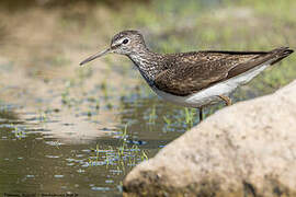 Green Sandpiper