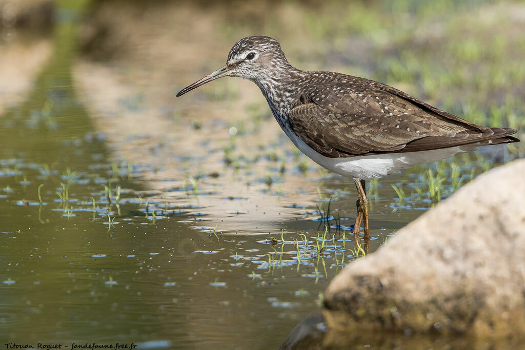 Green Sandpiper