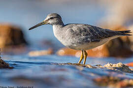 Grey-tailed Tattler