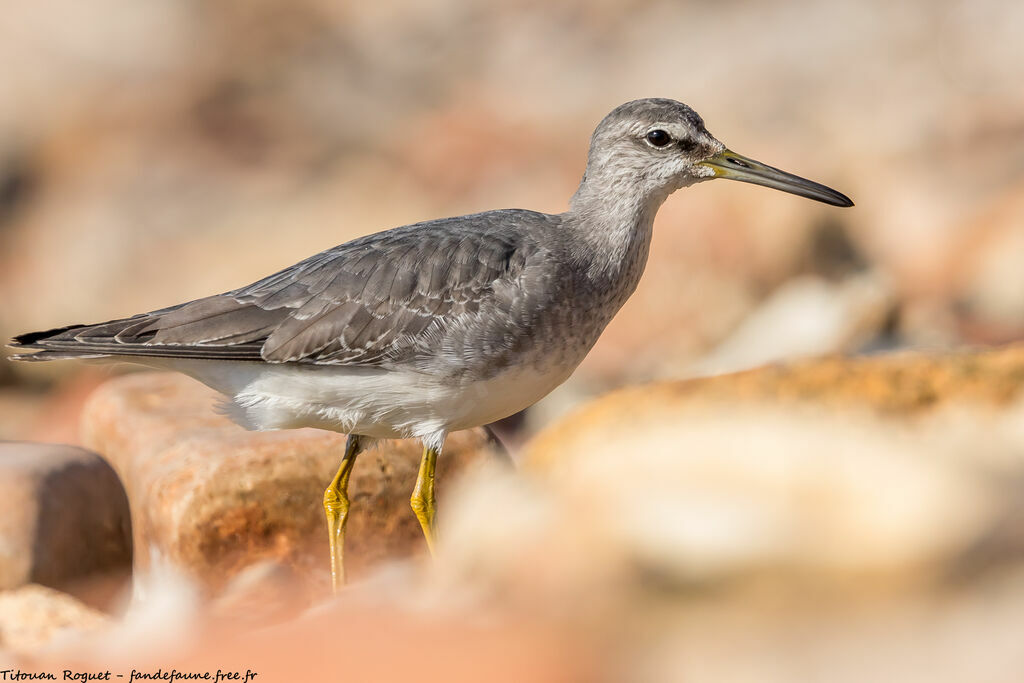 Grey-tailed Tattler