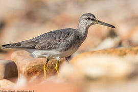 Grey-tailed Tattler