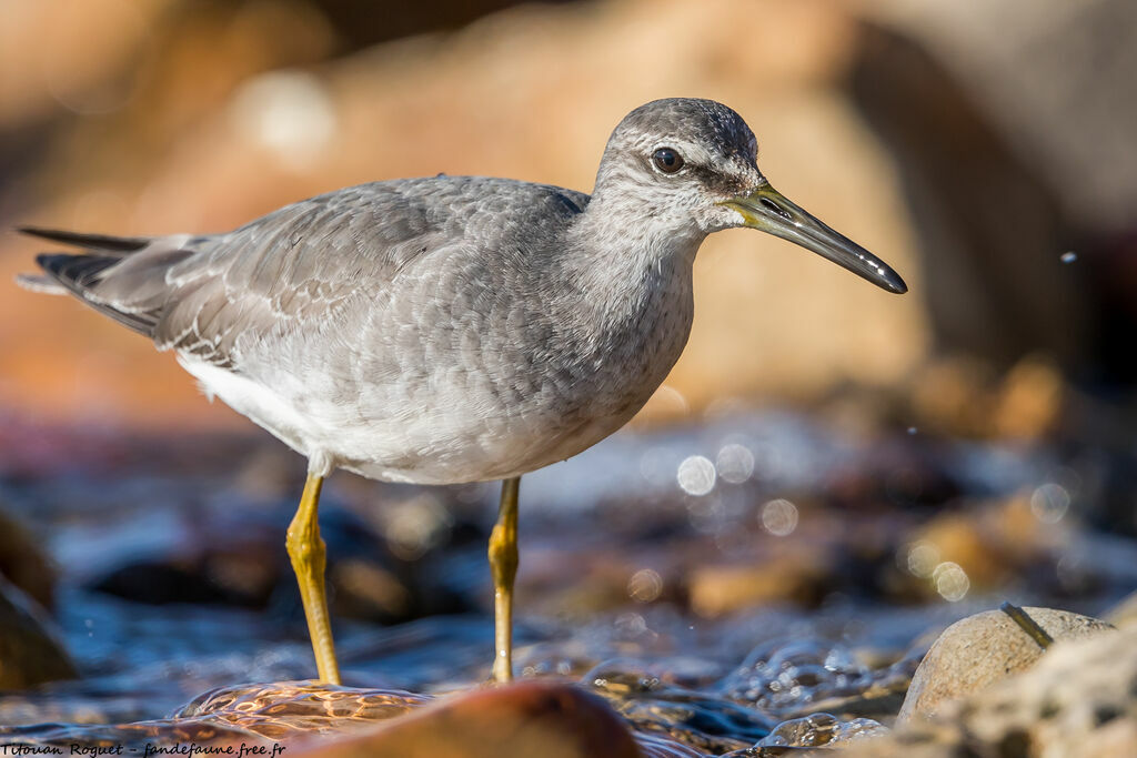 Grey-tailed Tattler