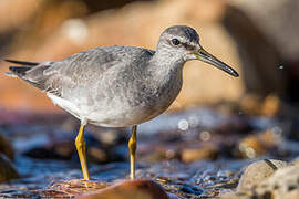 Grey-tailed Tattler