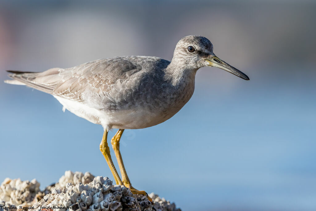 Grey-tailed Tattler