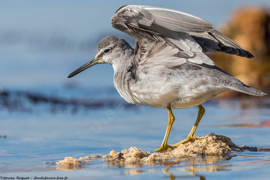 Grey-tailed Tattler