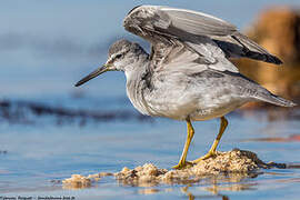 Grey-tailed Tattler