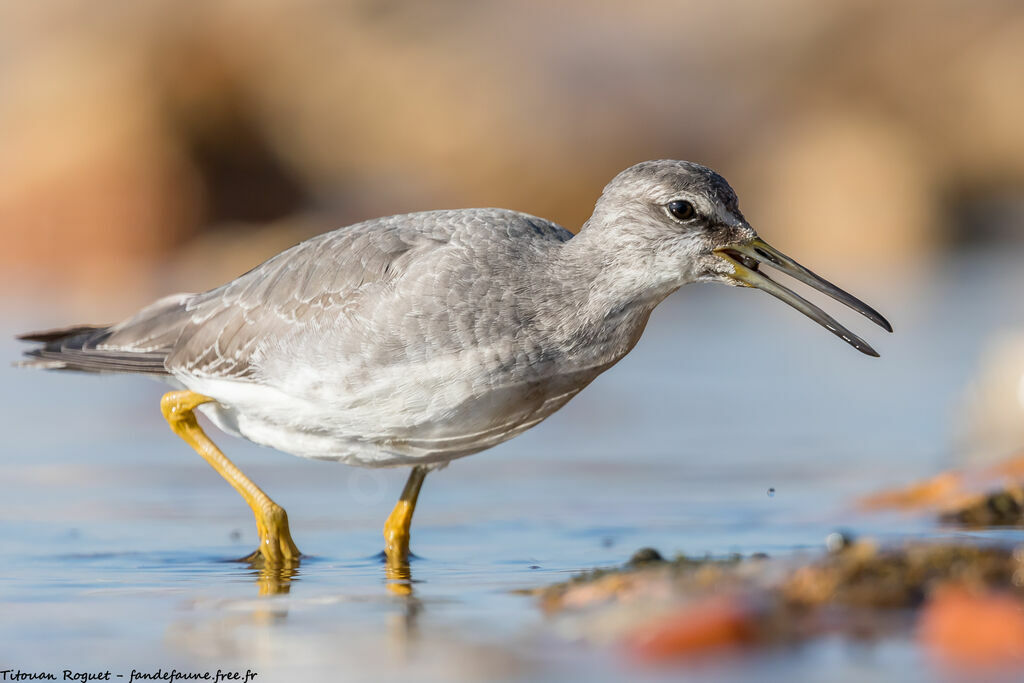 Grey-tailed Tattler