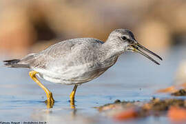 Grey-tailed Tattler