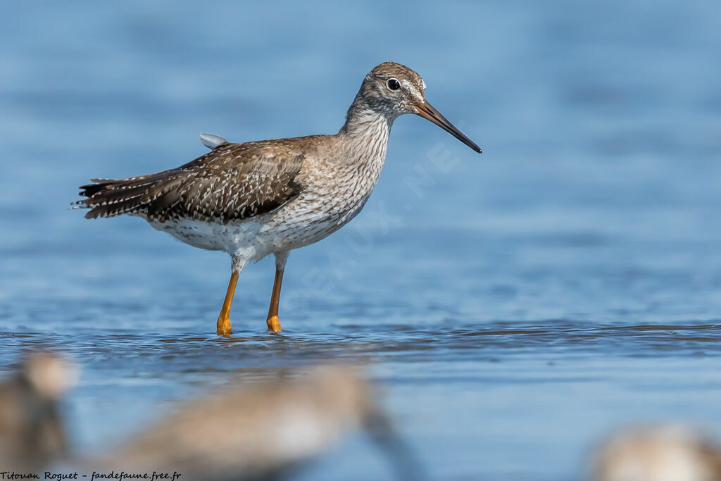 Common Redshank