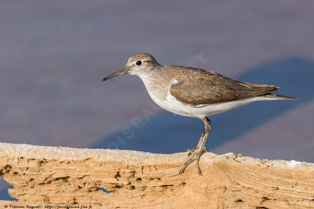 Common Sandpiper, identification, close-up portrait, aspect, pigmentation