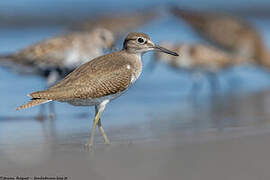 Common Sandpiper