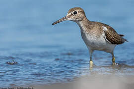 Common Sandpiper