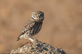 Little Owl