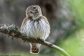 Eurasian Pygmy Owl