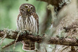 Eurasian Pygmy Owl