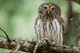 Eurasian Pygmy Owl