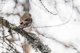 Eurasian Pygmy Owl