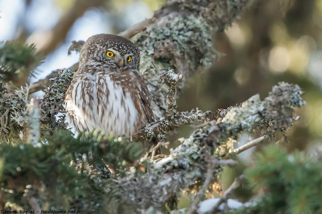 Eurasian Pygmy Owl