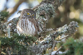 Eurasian Pygmy Owl