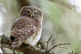 Eurasian Pygmy Owl