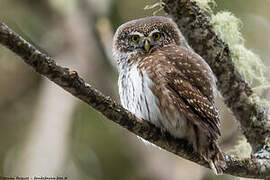 Eurasian Pygmy Owl