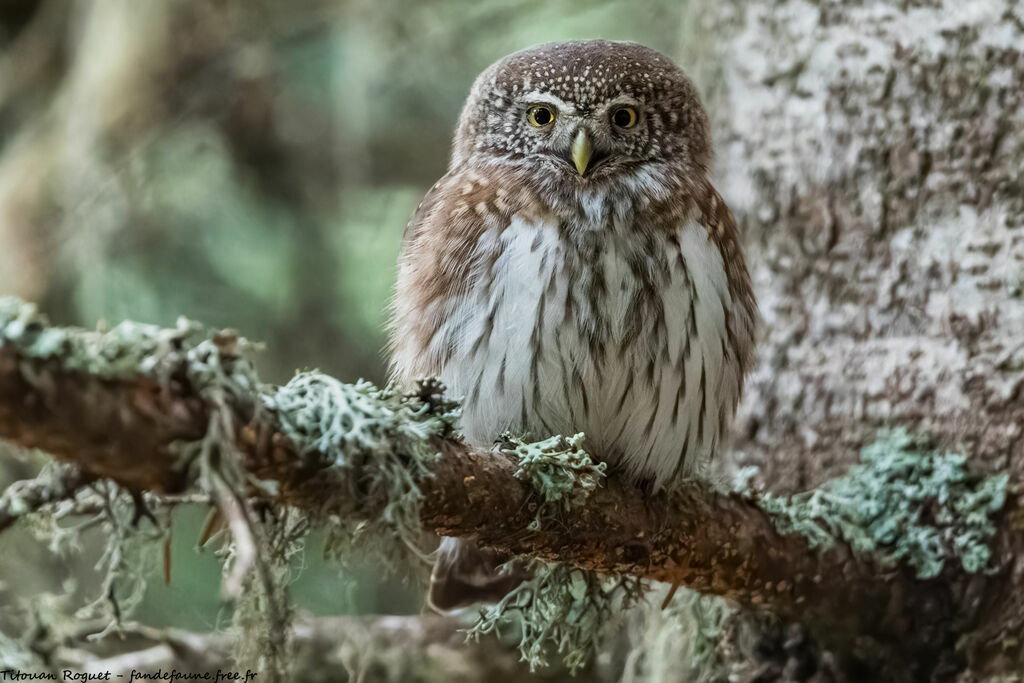 Eurasian Pygmy Owl