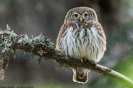 Eurasian Pygmy Owl