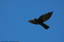 Alpine Chough