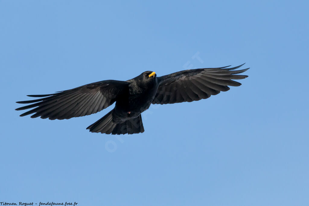 Alpine Chough